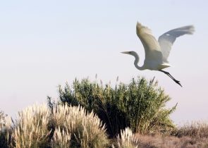 White Egret In Flight