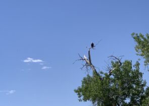 Photo of a bald eagle on the Aurora North Campus