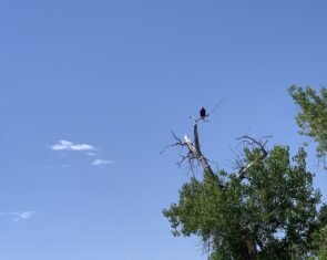 Photo of a bald eagle on the Aurora North Campus