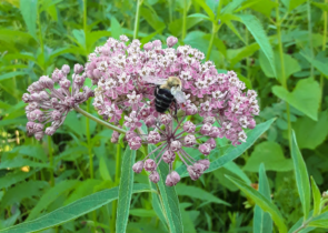 A close up of a bee resting on a wildflower in a green field