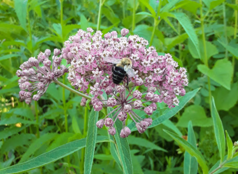 A close up of a bee resting on a wildflower in a green field