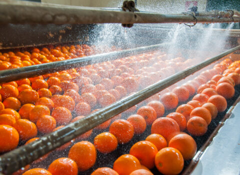Oranges on a metal surface being spraying down with water as part of a factory cleaning process.