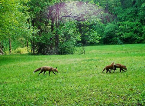 wild foxes in green clearing