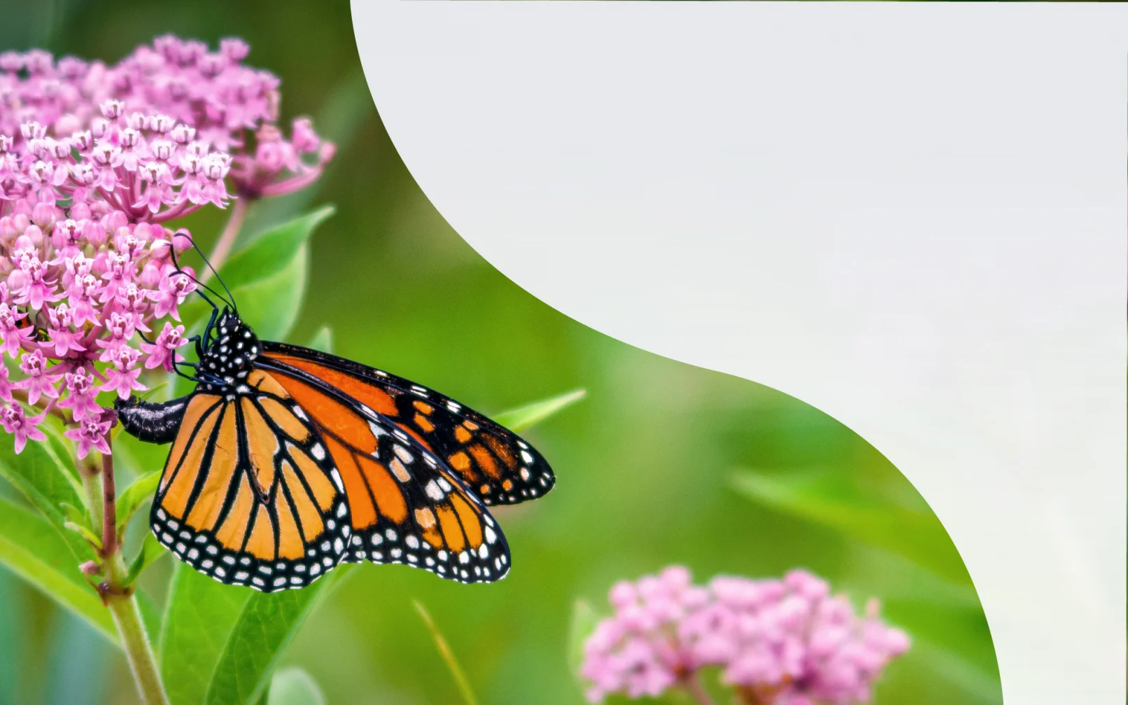A butterfly gathers nectar from pink colored milkweed. Blurry green grasses fill the background.