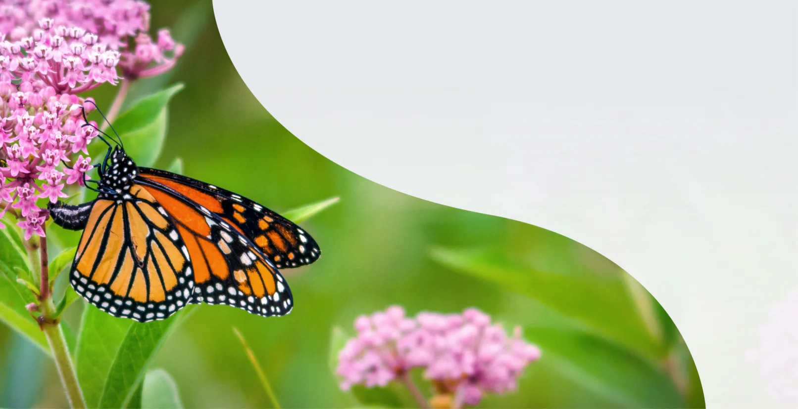 A butterfly gathers nectar from pink colored milkweed. Blurry green grasses fill the background.