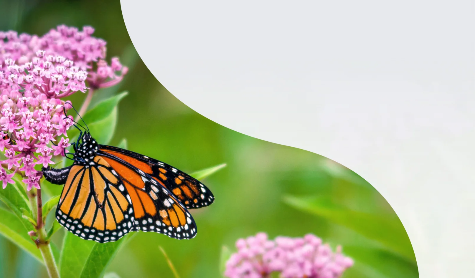 A butterfly gathers nectar from pink colored milkweed. Blurry green grasses fill the background.