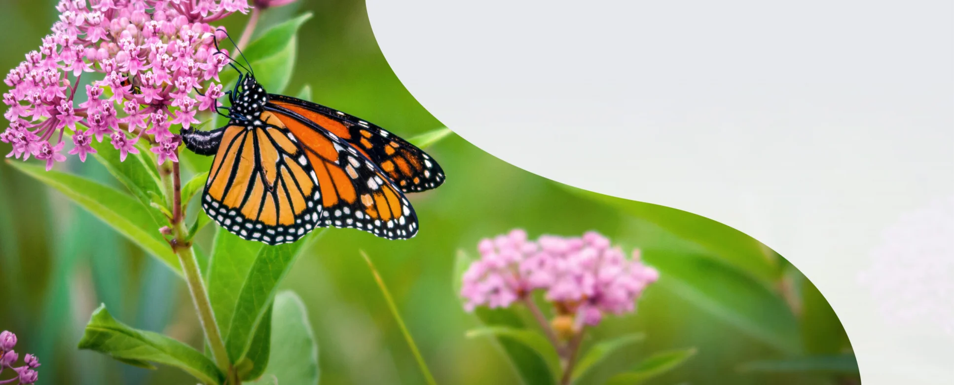A butterfly gathers nectar from pink colored milkweed. Blurry green grasses fill the background.